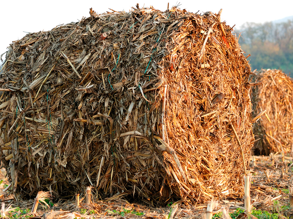 Baled corn residues left in the field